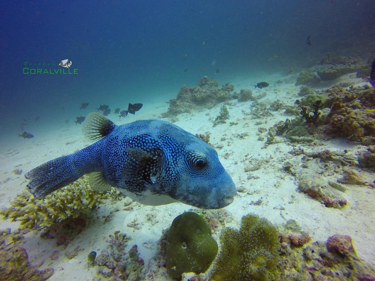 Rasdhoo Coralville Exterior foto